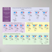 Poster 21 acides aminés en biologie avec structure (Devant)