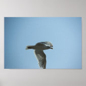 POSTER 2367 (Devant)