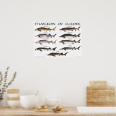 POSTER - 24x18 - STURGEON d'EUROPE -(original) (Cuisine)