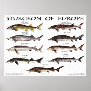 POSTER - 24x18 - STURGEON VAN EUROPA - (oorspronke