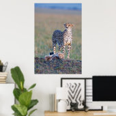 Poster - 24x36 Cheetah mère et petits (Bureau à domicile)