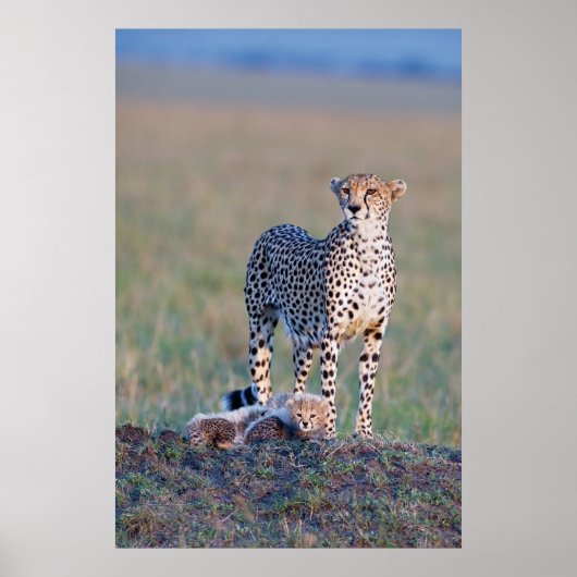 Poster - 24x36 Cheetah mère et petits (Devant)