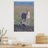 Poster - 24x36 Cheetah moeder en cubs (Keuken)
