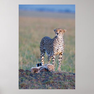 Poster - 24x36 Cheetah moeder en cubs