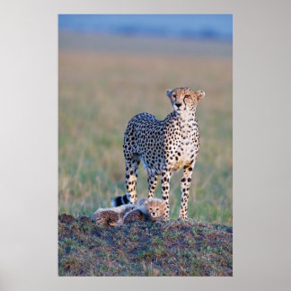 Poster - 24x36 Cheetah moeder en cubs