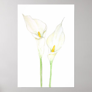 Poster 2 aquarelle blanche calla