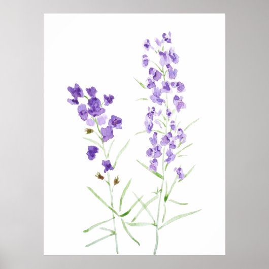 Poster 2 aquarelle fleur sauvage violet (Devant)
