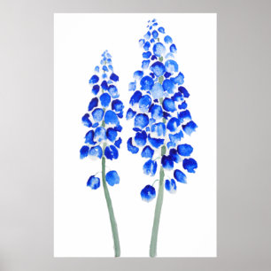 Poster 2 bleu hyacinthe de raisin abstrait aquarelle