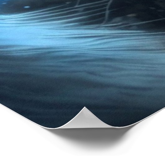 Poster 2 chat (Coin)