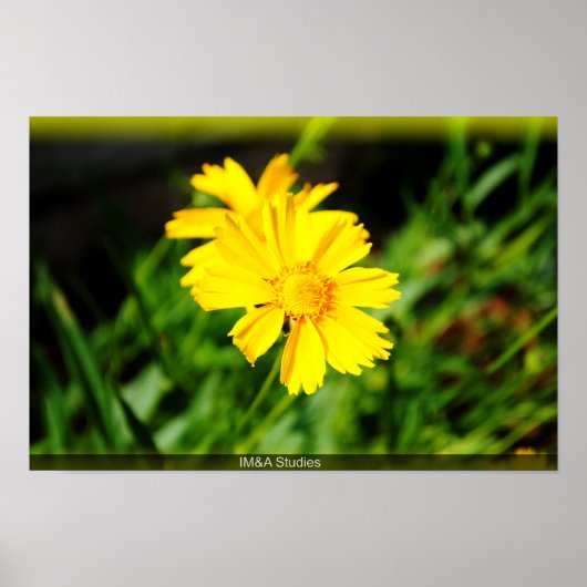 Poster 2 Fleurs Jaunes (Devant)