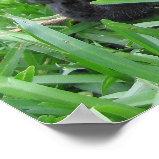 Poster 2 Français dans l'herbe (Coin)