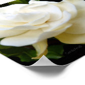 Poster 2 Gardénie blanche pure (Coin)