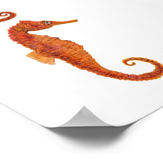 Poster 2 hippocampes (Coin)