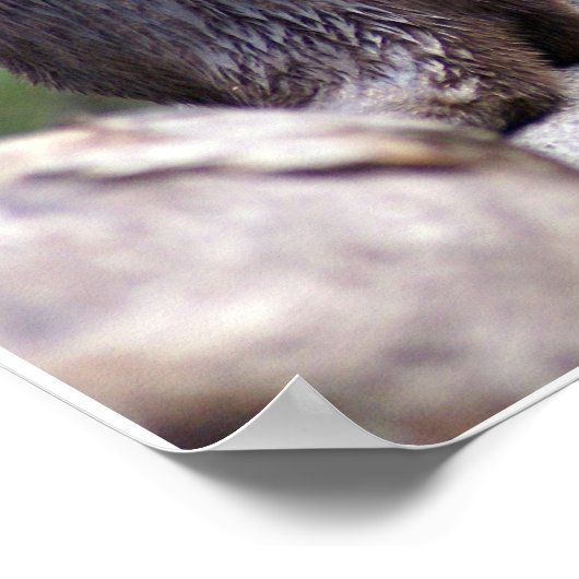 Poster 2 loutres (Coin)