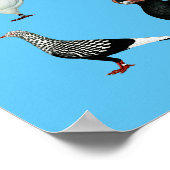 Poster 36 races de pigeons (Coin)