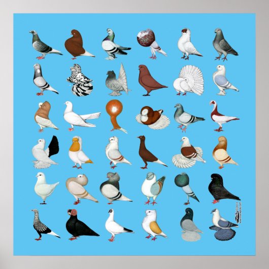 Poster 36 races de pigeons (Devant)