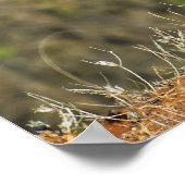 Poster - 36 x 24 Cheetah (Hoek)