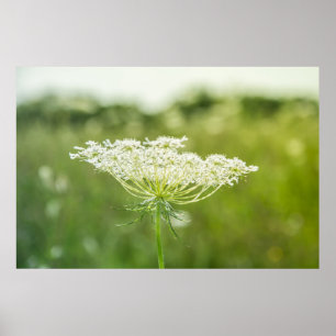 Poster 36 x 24 inch Natuur koningin Anne's Lace Fl