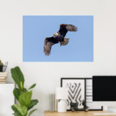 Poster 36x24 aigle à tête blanche en vol (Bureau à domicile)