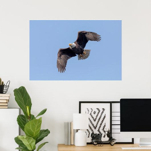 Poster 36x24 aigle à tête blanche en vol (Bureau à domicile)