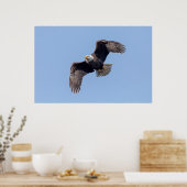 Poster 36x24 aigle à tête blanche en vol (Cuisine)