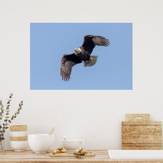 Poster 36x24 aigle à tête blanche en vol (Cuisine)