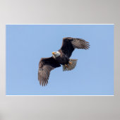 Poster 36x24 aigle à tête blanche en vol (Devant)