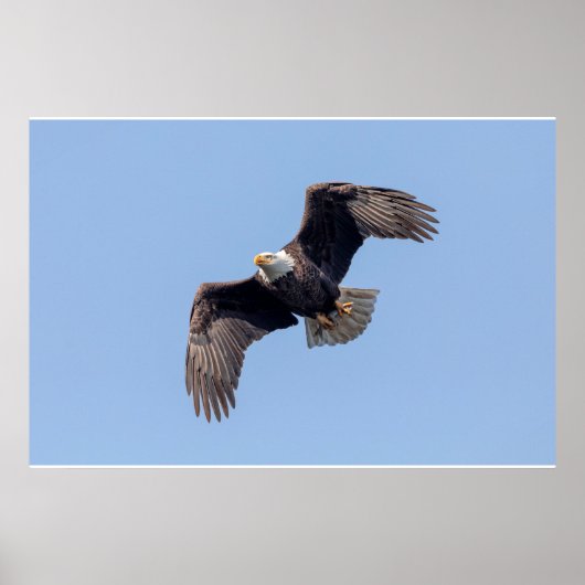 Poster 36x24 aigle à tête blanche en vol (Devant)