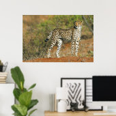Poster - 36x24 Cheetah (Bureau à domicile)