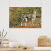 Poster - 36x24 Cheetah (Cuisine)