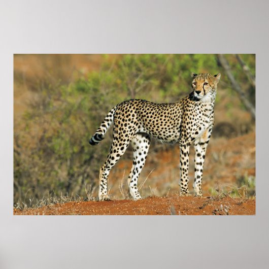 Poster - 36x24 Cheetah (Devant)