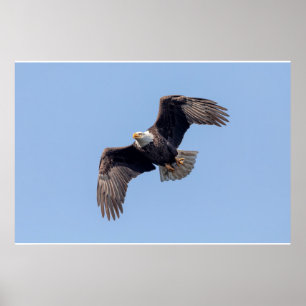 Poster 36x24 Eagle chauve en vol