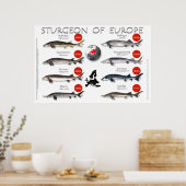 POSTER - 36x24 - STURGEON d'EUROPE (Cuisine)