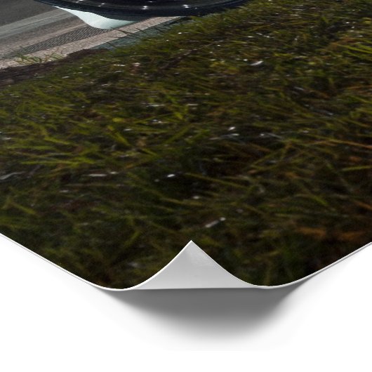 Poster 370z de Calvin (Coin)