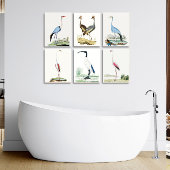 Poster 3 0f 6, Ensemble de 6 tableaux Audubon du 18e sièc