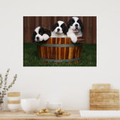 Poster 3 Adorable Saint Bernard Puppies dans un tonneau (Cuisine)