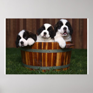 Poster 3 Adorable Saint Bernard Puppies dans un tonneau