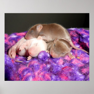 Poster: 3 Baby muizen Poster