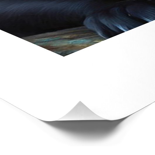 Poster 3 chatons (Coin)