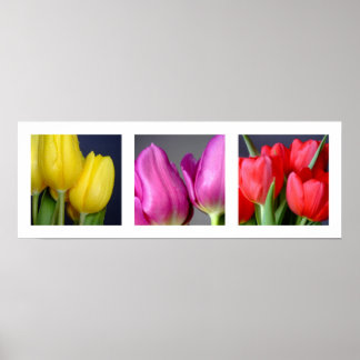 Poster 3 couleurs Tulips
