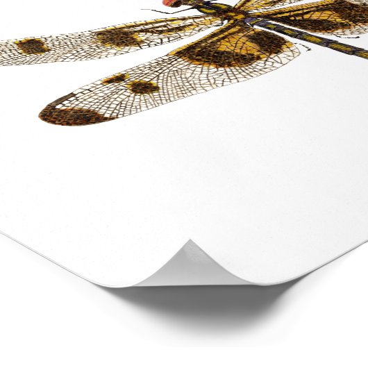 Poster 3 espèces de libellules (Coin)