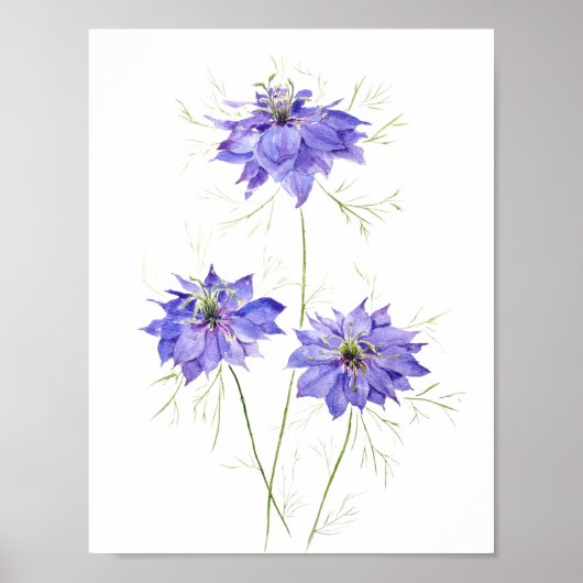 Poster 3 fleurs de fleur de nigelle violet bleu fleur sau (Devant)