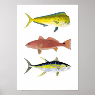 Poster 3 Gamefish d'eau salée