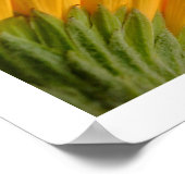 Poster 3 Gerberas (Coin)