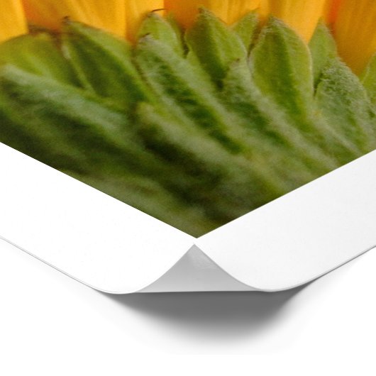 Poster 3 Gerberas (Coin)