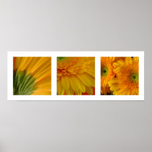 Poster 3 Gerberas