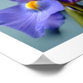 Poster 3 Iris (Coin)