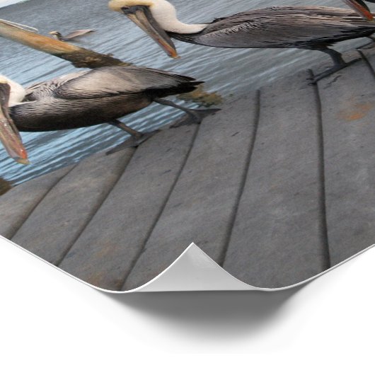 Poster 3 Pélicans d'affilée (Coin)