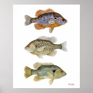 Poster 3 poissons-soleil