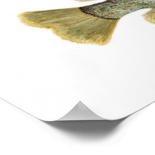 Poster 3 poissons-soleil (Coin)